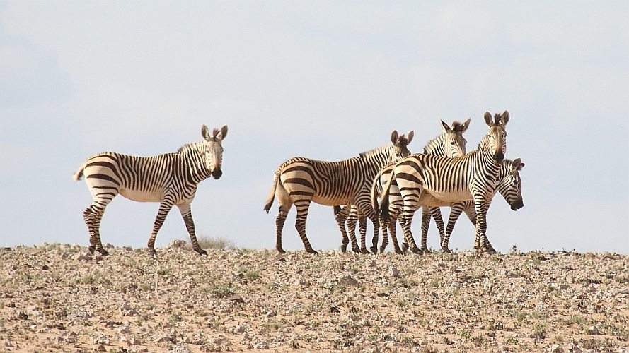 J17_0506 Hartmann's Mountain Zebras.jpg